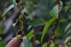 Pouzolzia auriculata